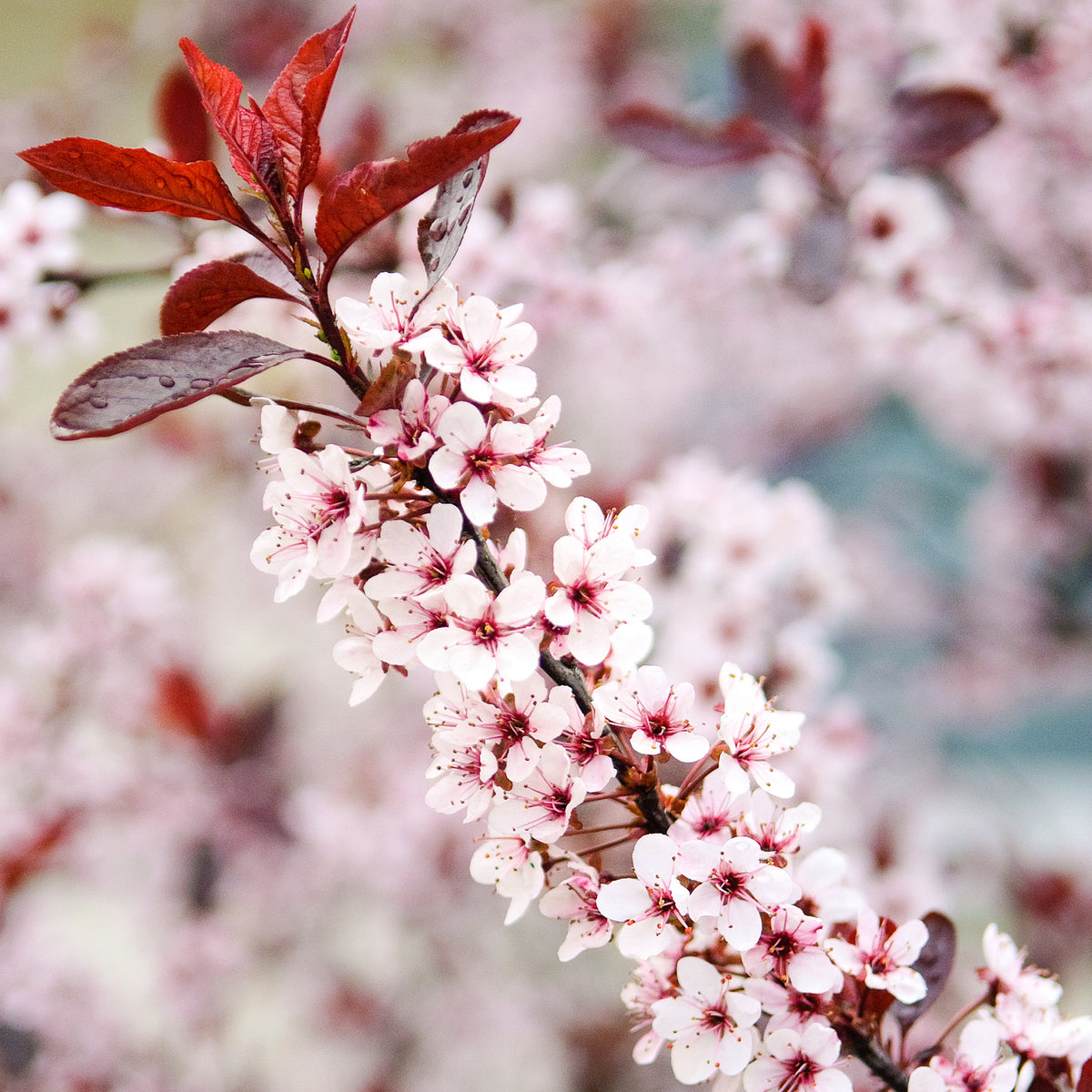 Zwerg-Blutpflaume kaufen (Prunus cistena)