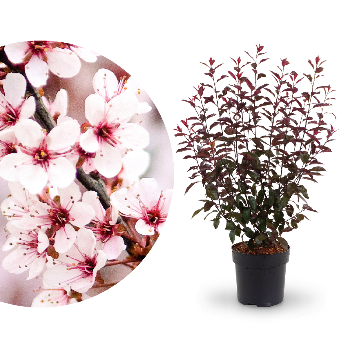 blutpflaume dünger Zwerg-Blutpflaume kaufen (Prunus cistena)