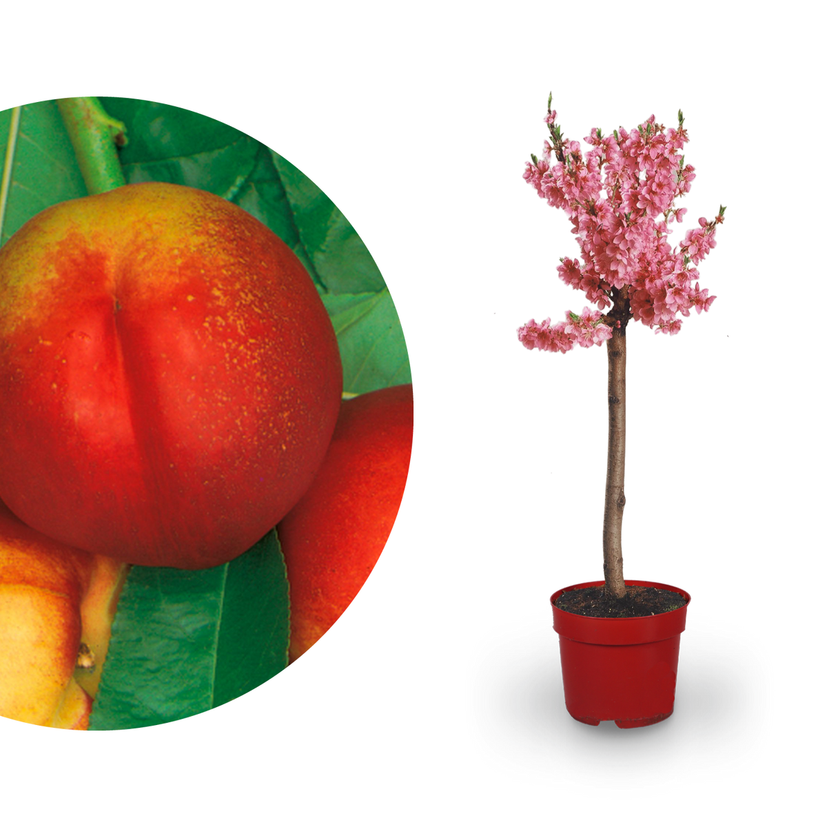 ZwergNektarine 'Nectapersica' kaufen Plantura Shop