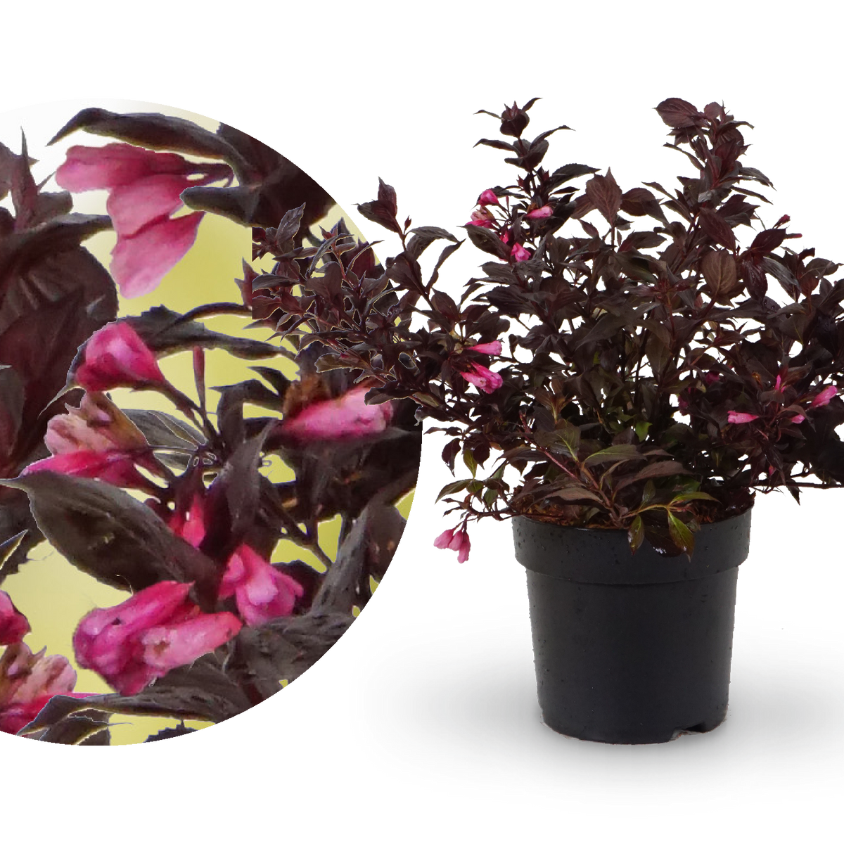 ZwergWeigelie 'Coco Krunch'® Rosa kaufen Plantura Shop