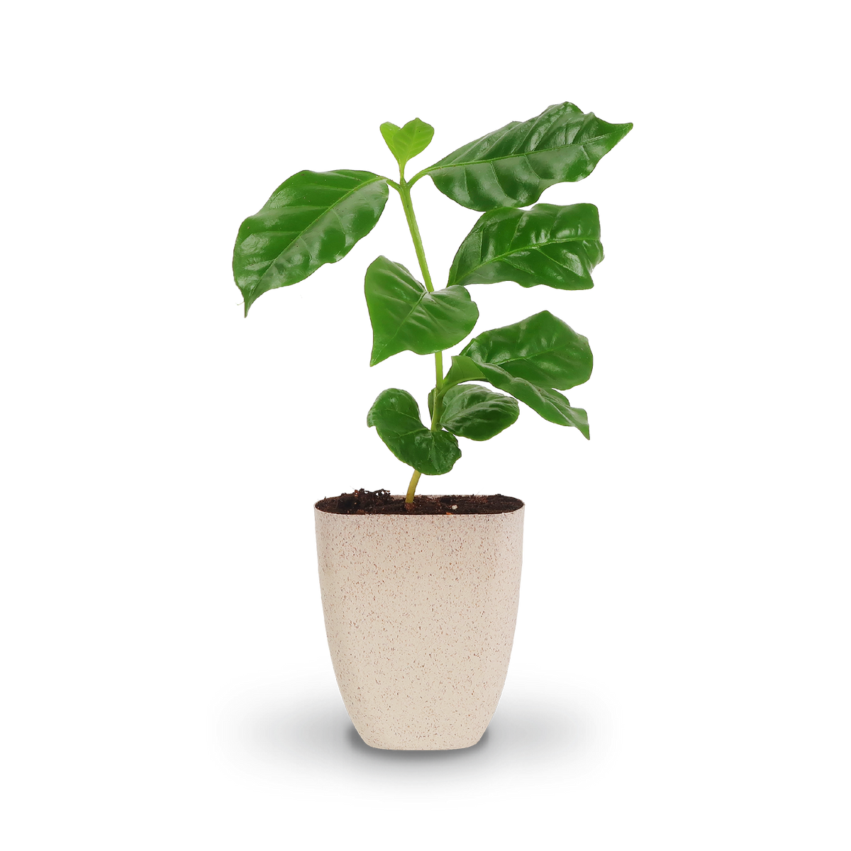 Mini-Kaffeepflanze (Geschenk) kaufen