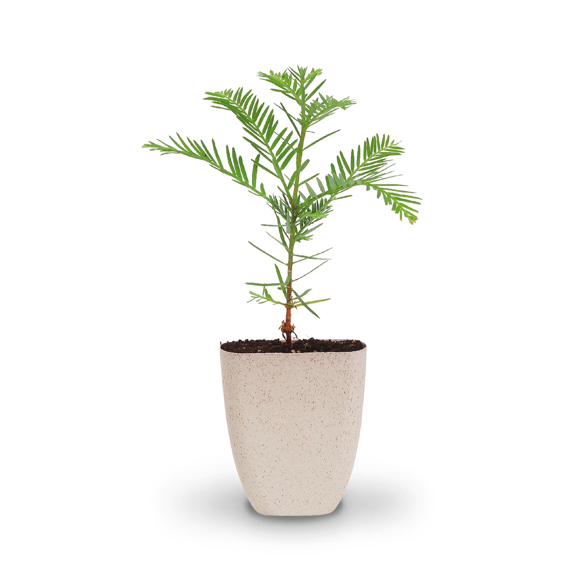 Mini-Küstenmammutbaum (Geschenk) kaufen