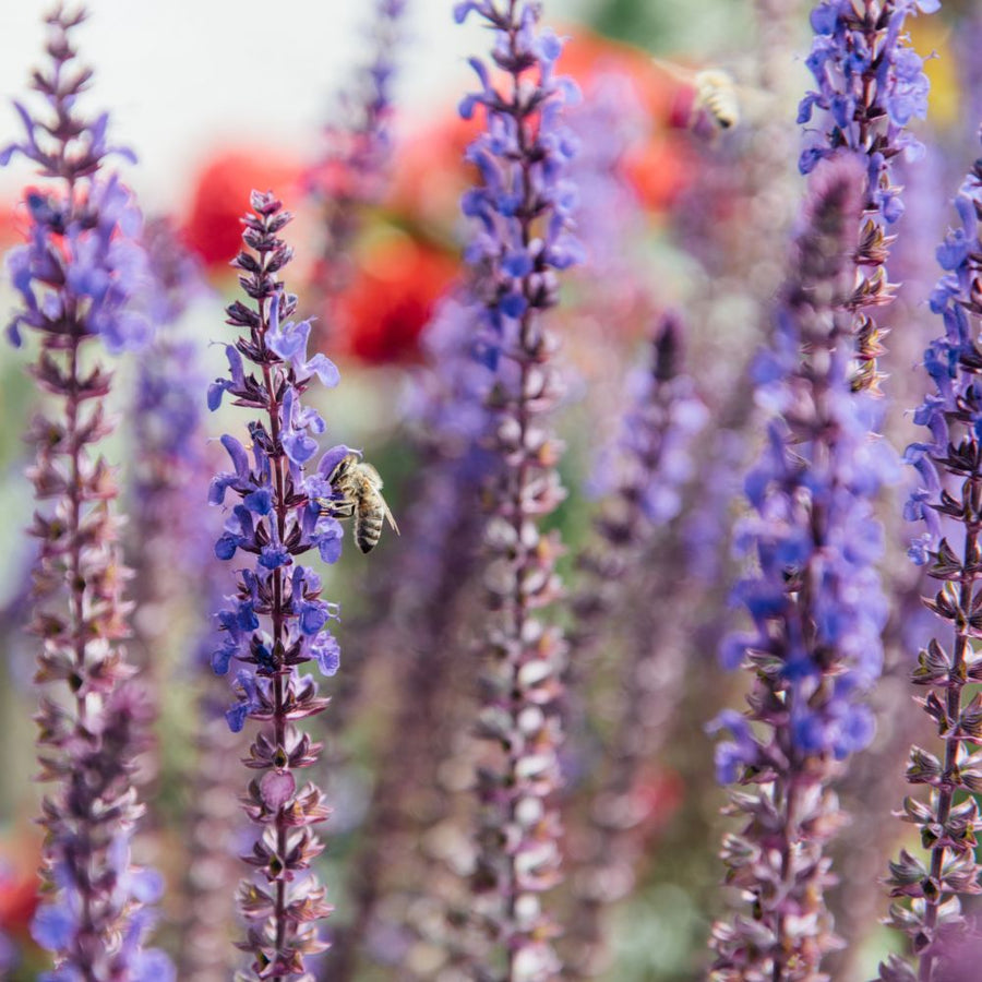 Bienenfreundliche Pflanzen