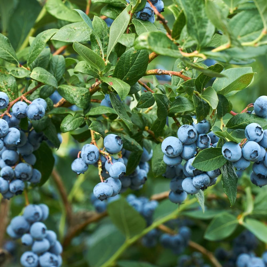 Blaubeeren