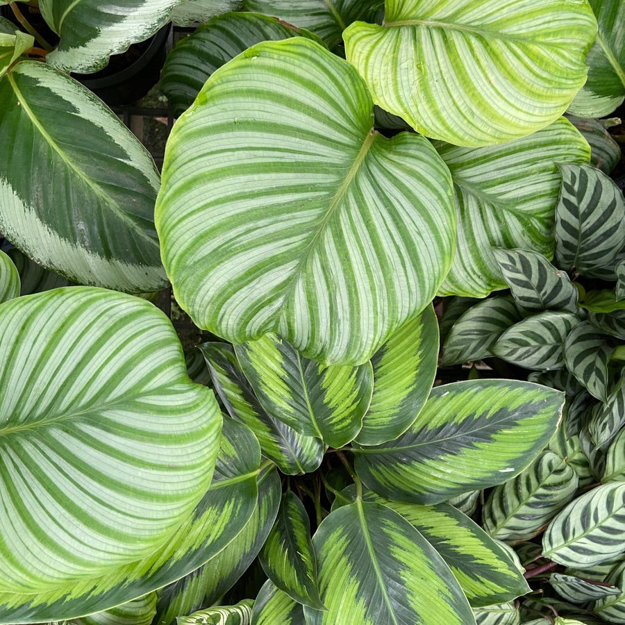 groblttriger efeu Groblttriger Irischer Efeu (x3) - Hedera hibernica