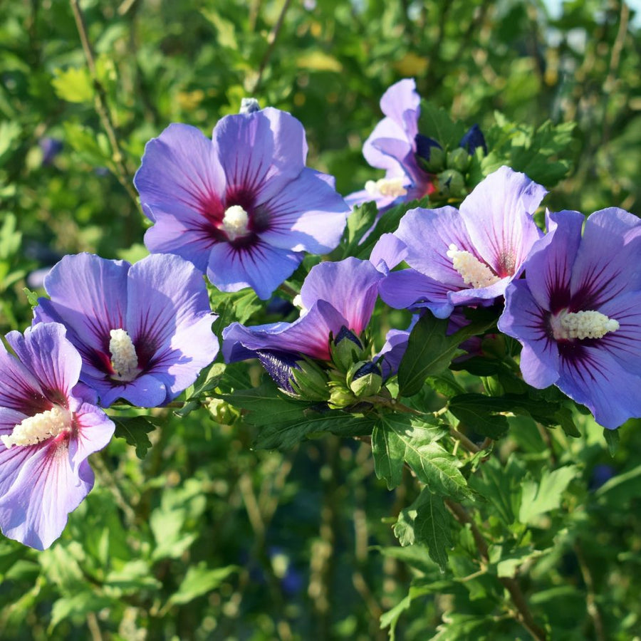 Hibiskus