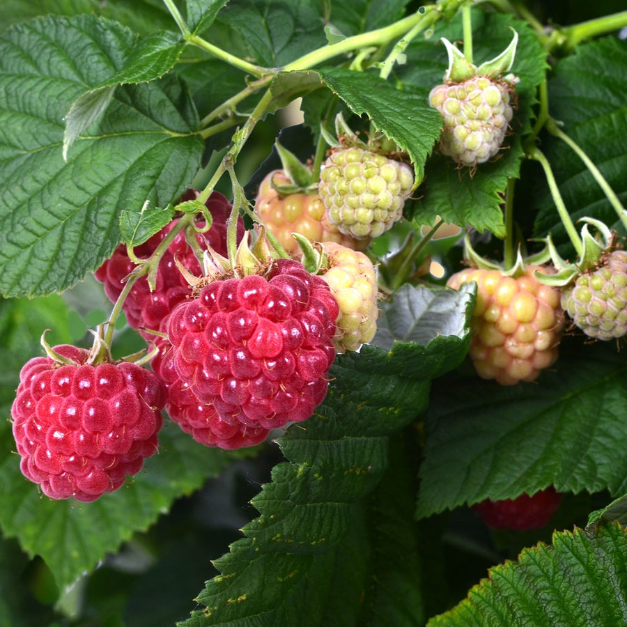 Himbeeren