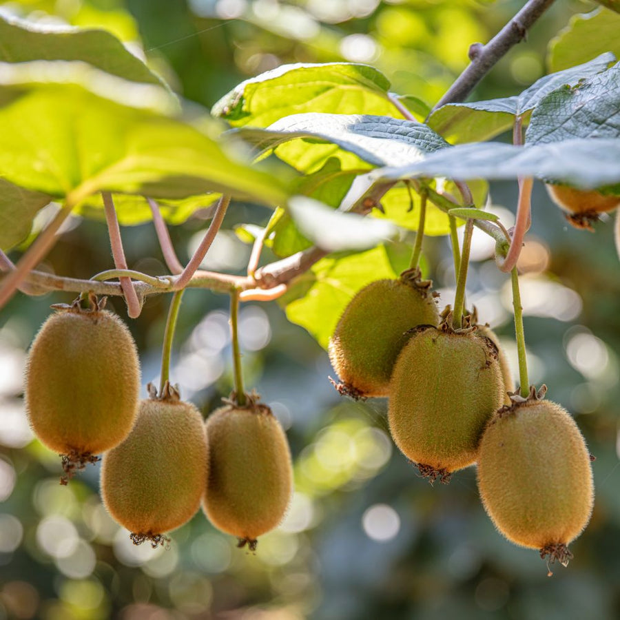 Kiwi