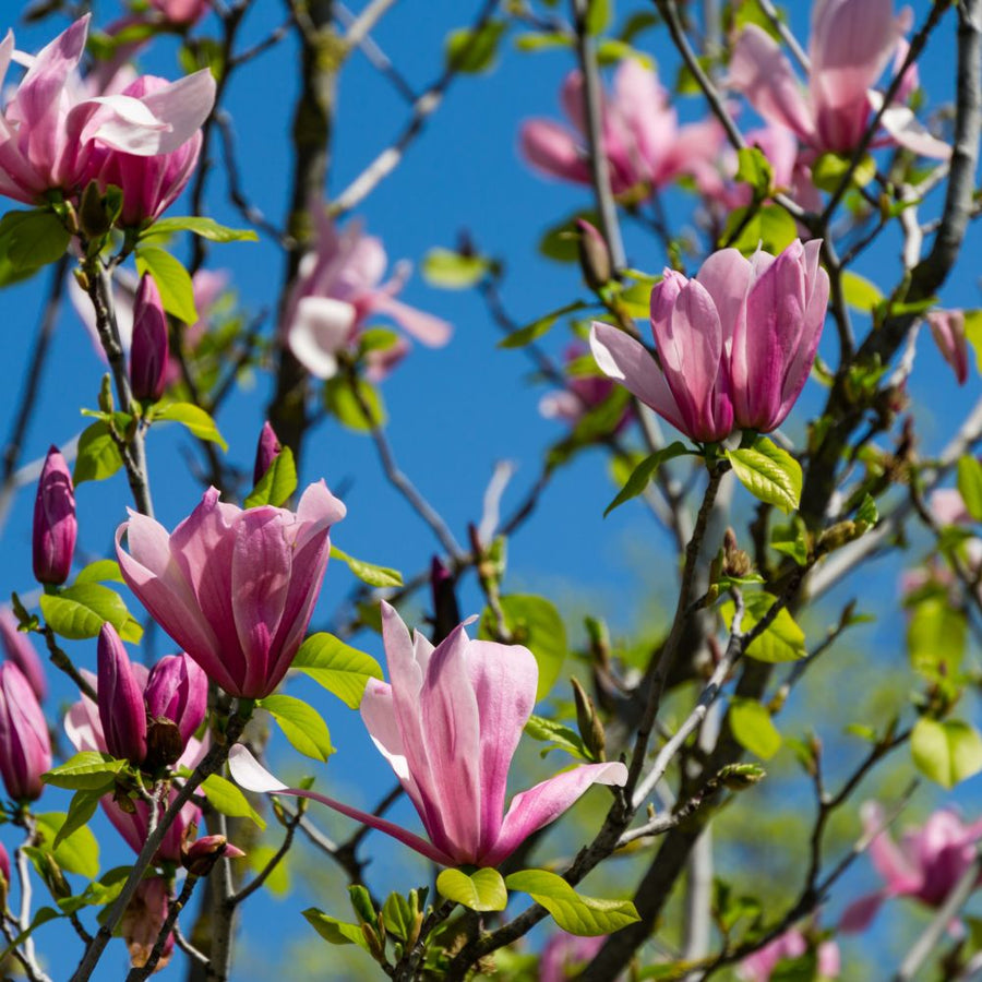 Magnolie