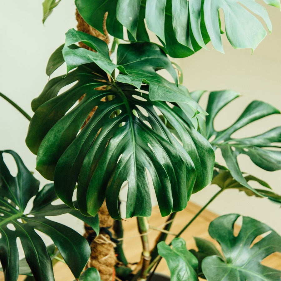 Zimmerpflanzen von A-Z online kaufen - Plantura Shop