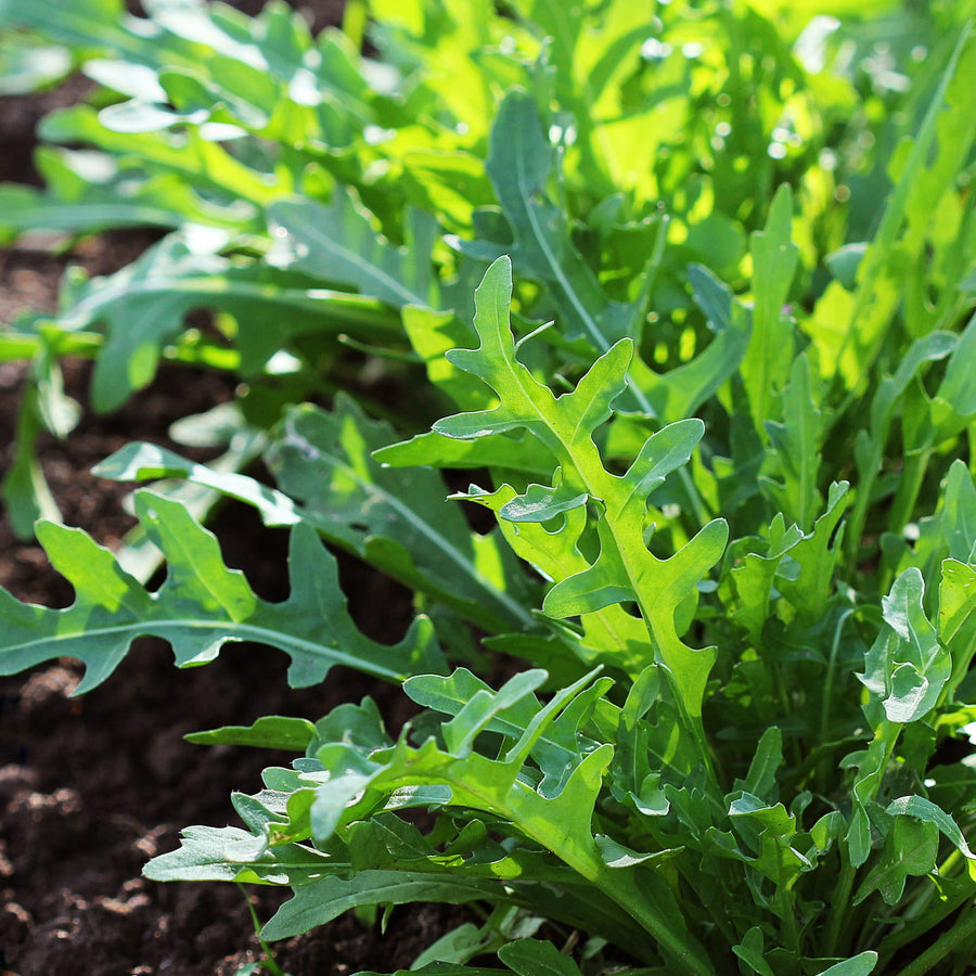 Einsteiger-freundlich