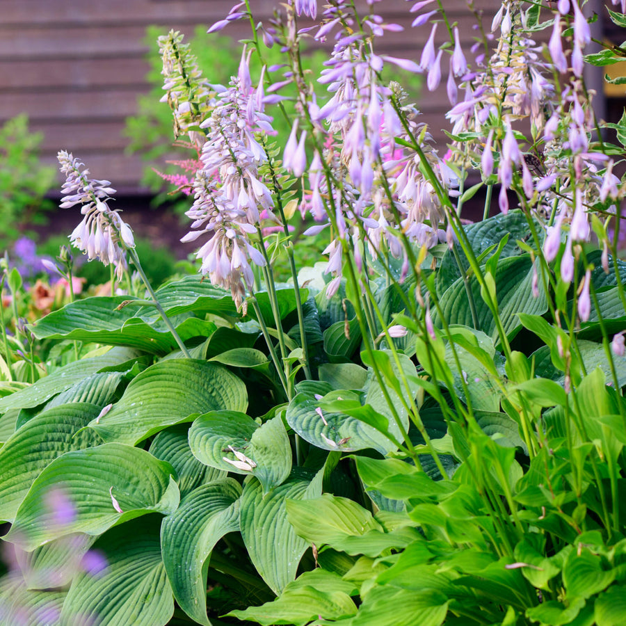 Bienenfreundliche Stauden