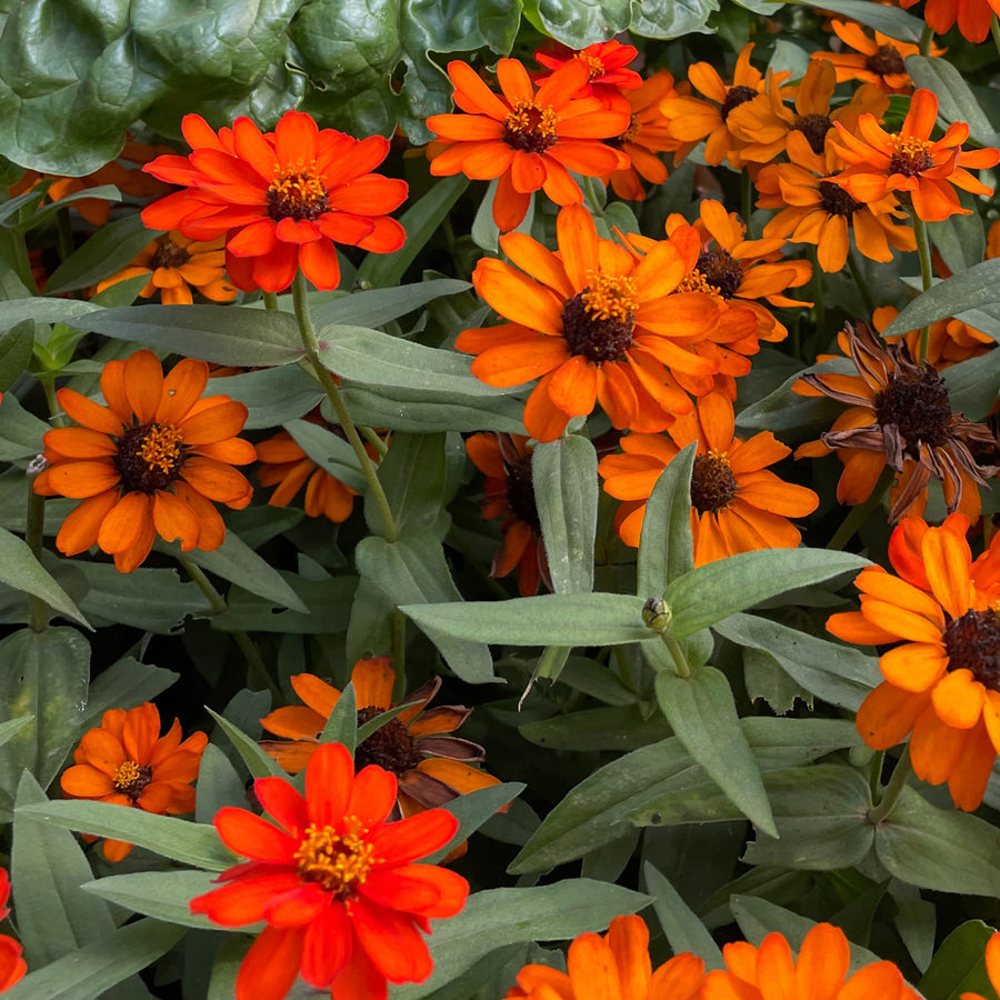Blumensamen