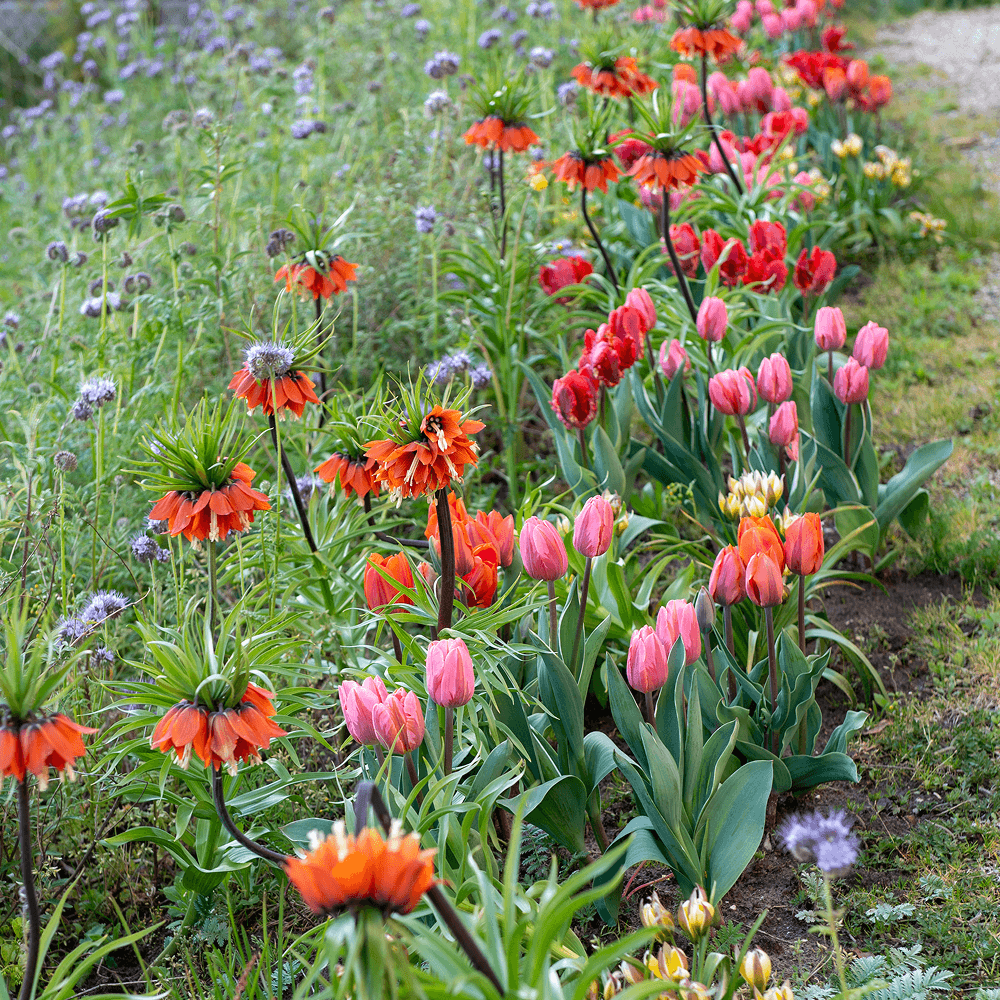 Blumenzwiebel-Beete