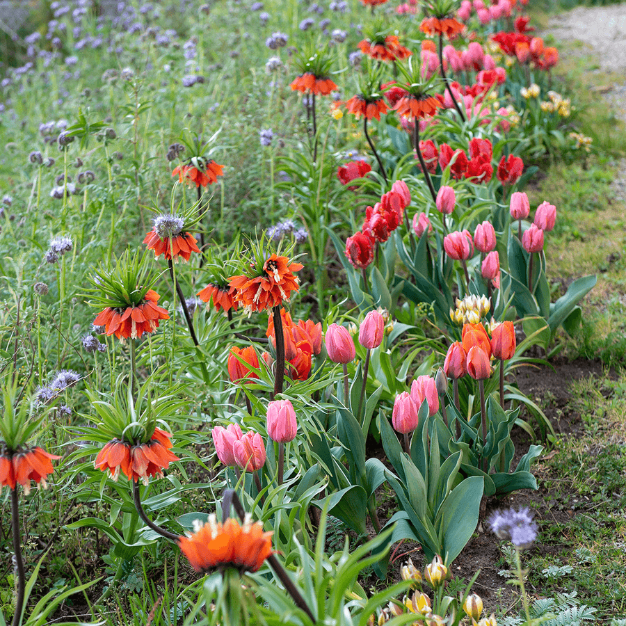 Blumenzwiebel-Beete