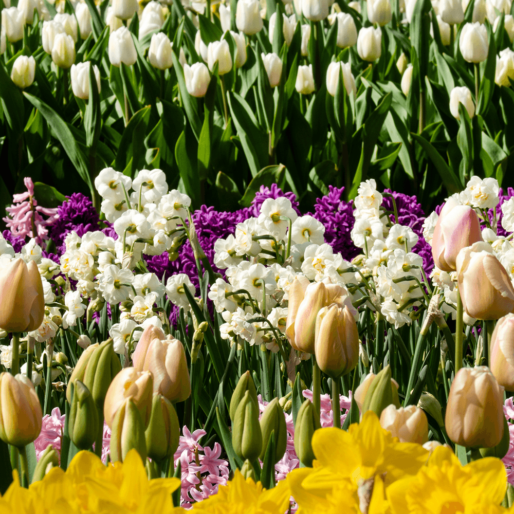 Blumenzwiebel-Lasagnen