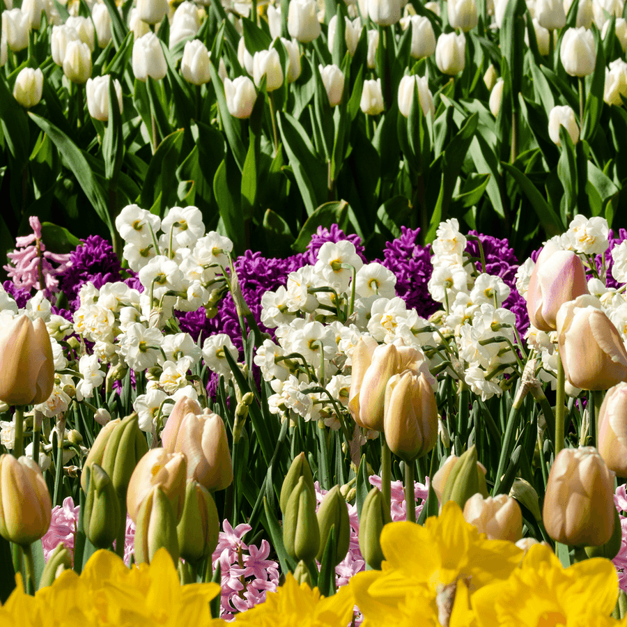 Blumenzwiebel-Lasagnen
