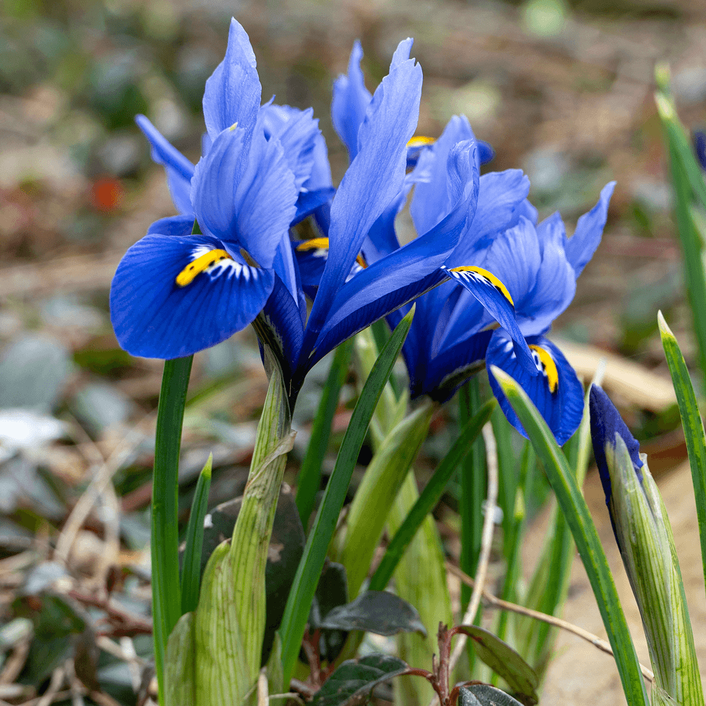 Iriszwiebeln