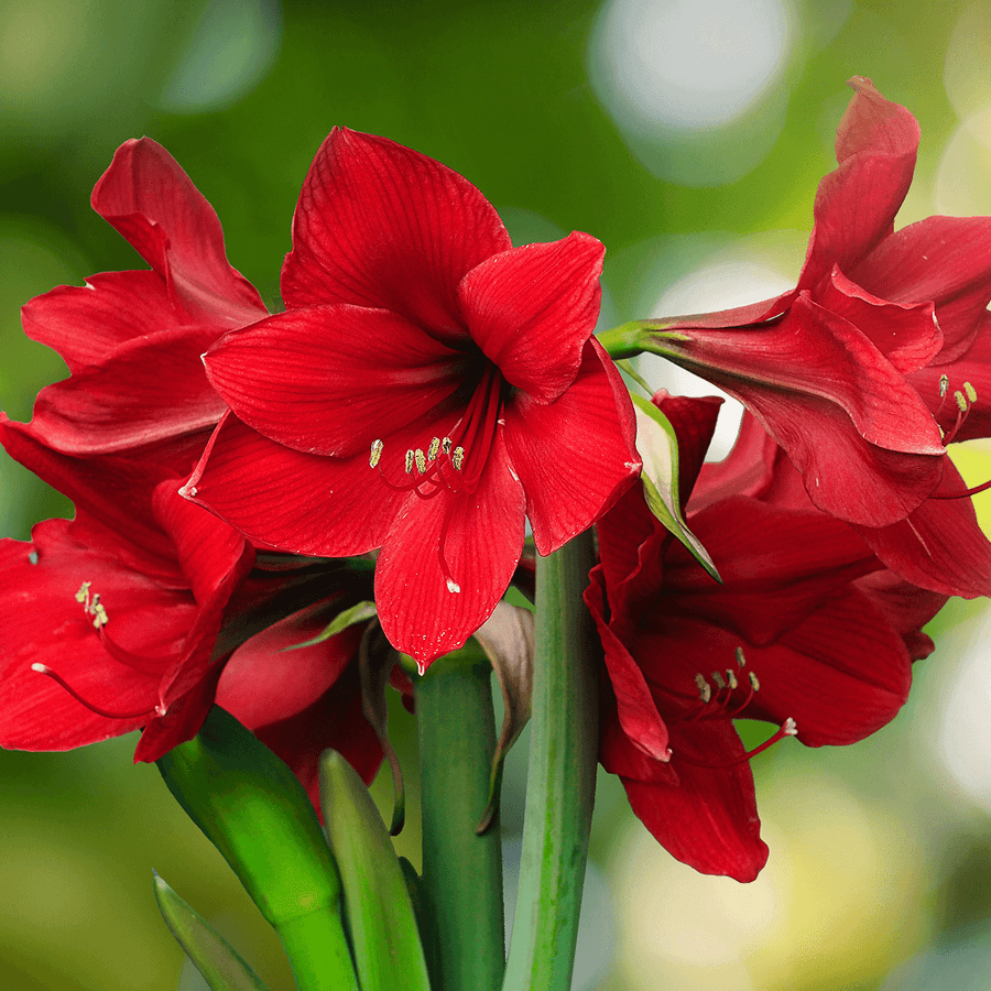 Amaryllis