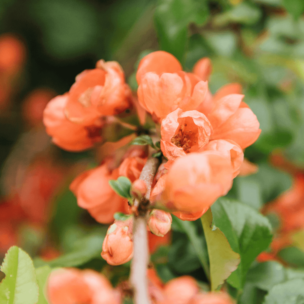 Orange blühende Kübelpflanzen