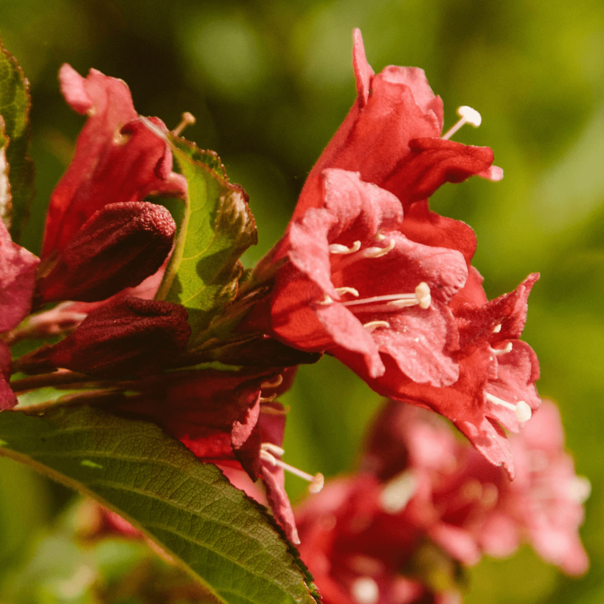 Rosa blühende Kübelpflanzen