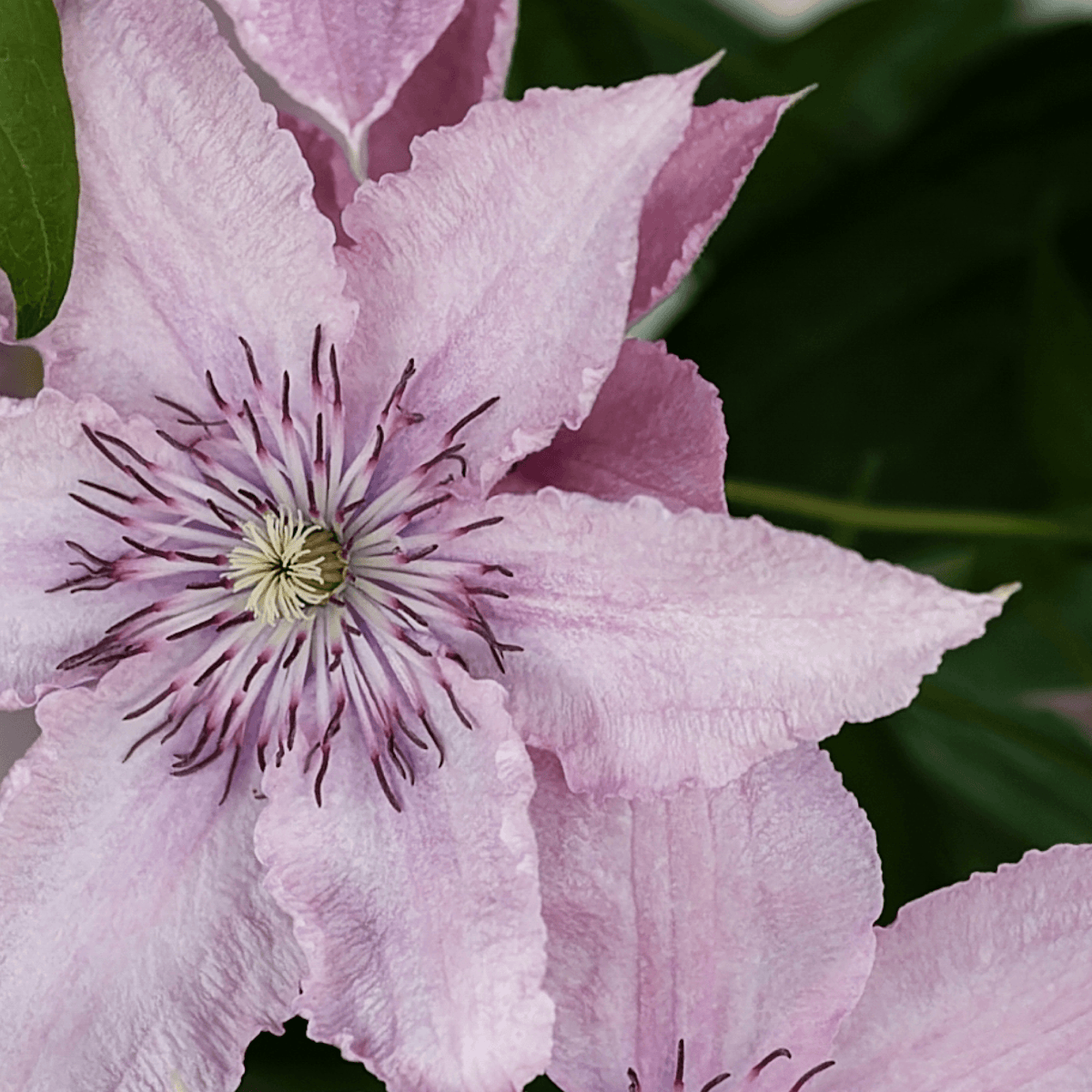 Rosa Kletterpflanze