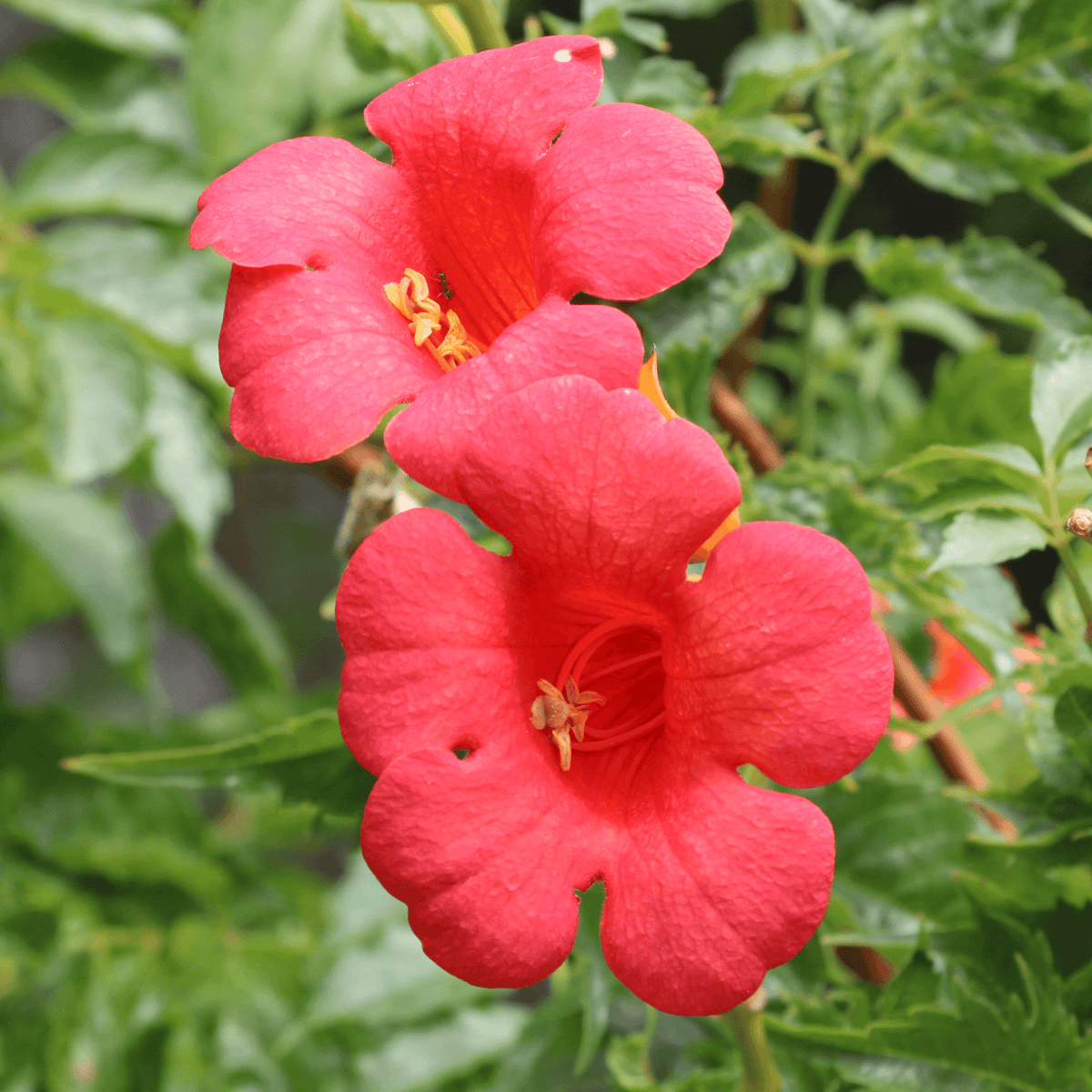 Rote Kletterpflanzen