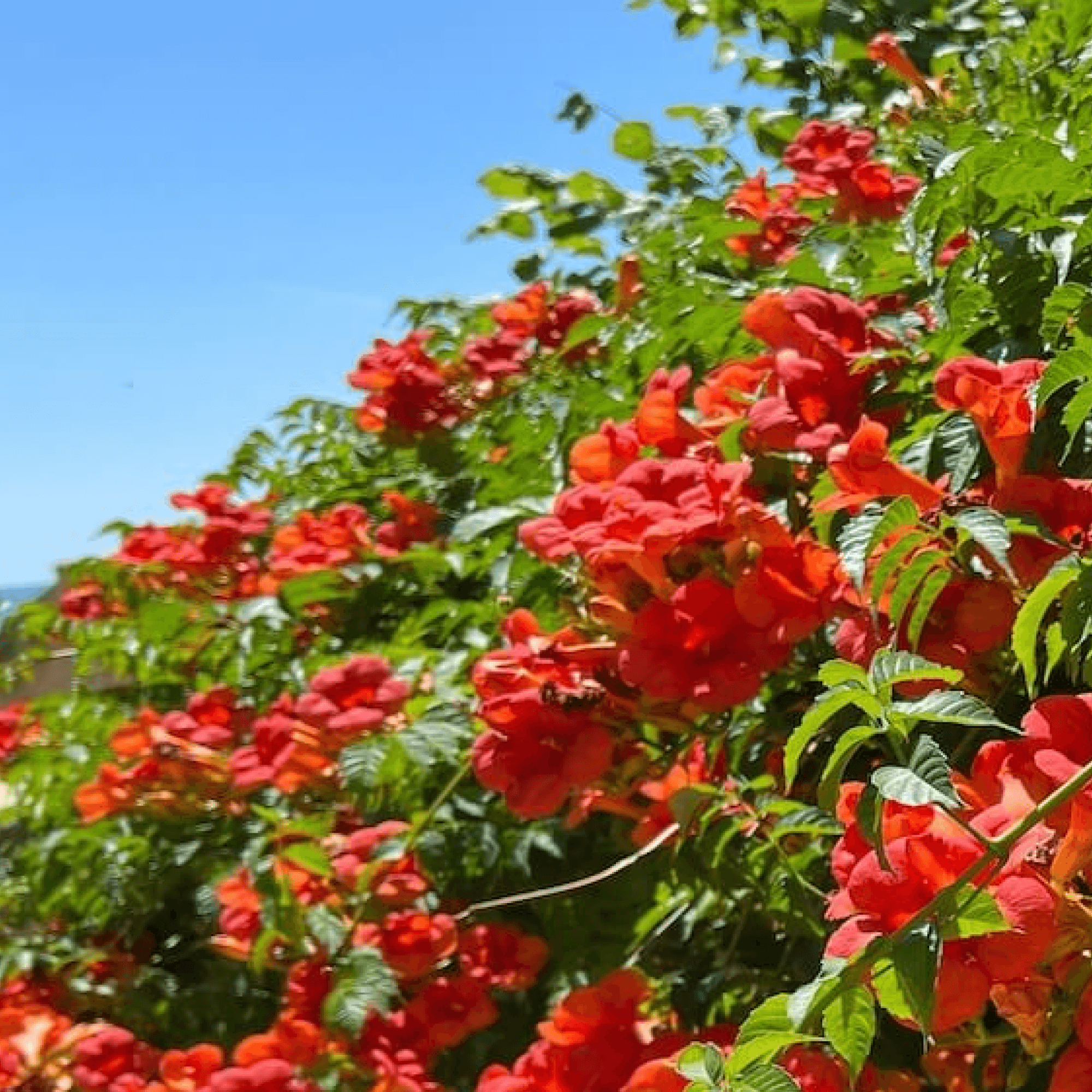Rote Kletterpflanze