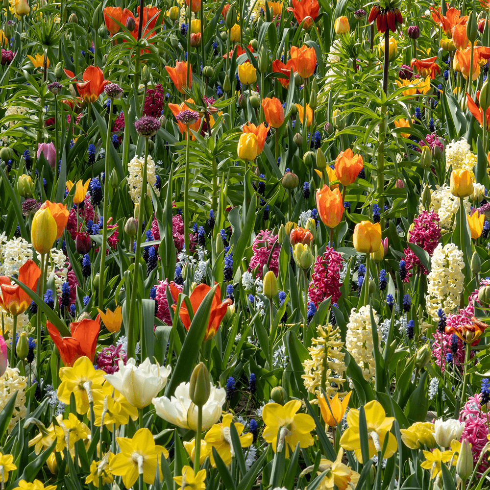 Blumenzwiebeln Großpackungen