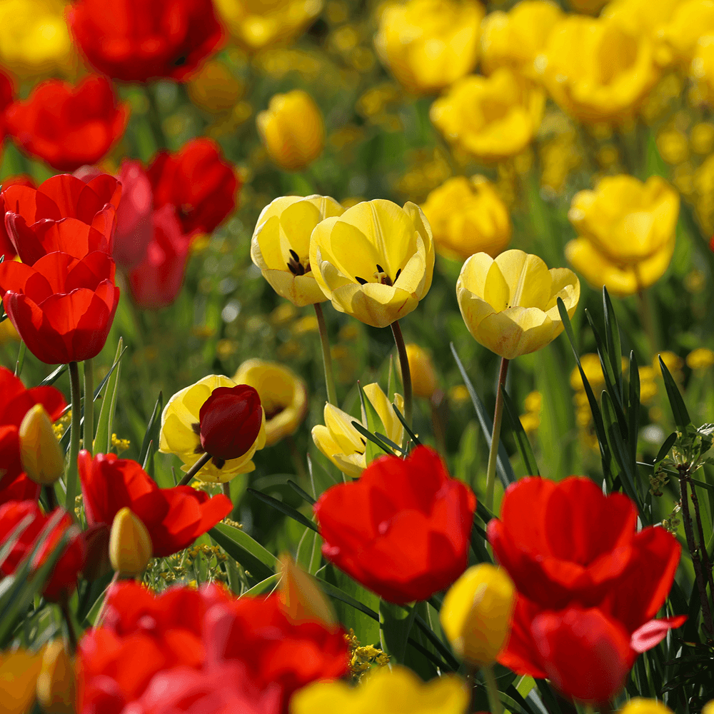 Blumenzwiebel-Mix & Sets