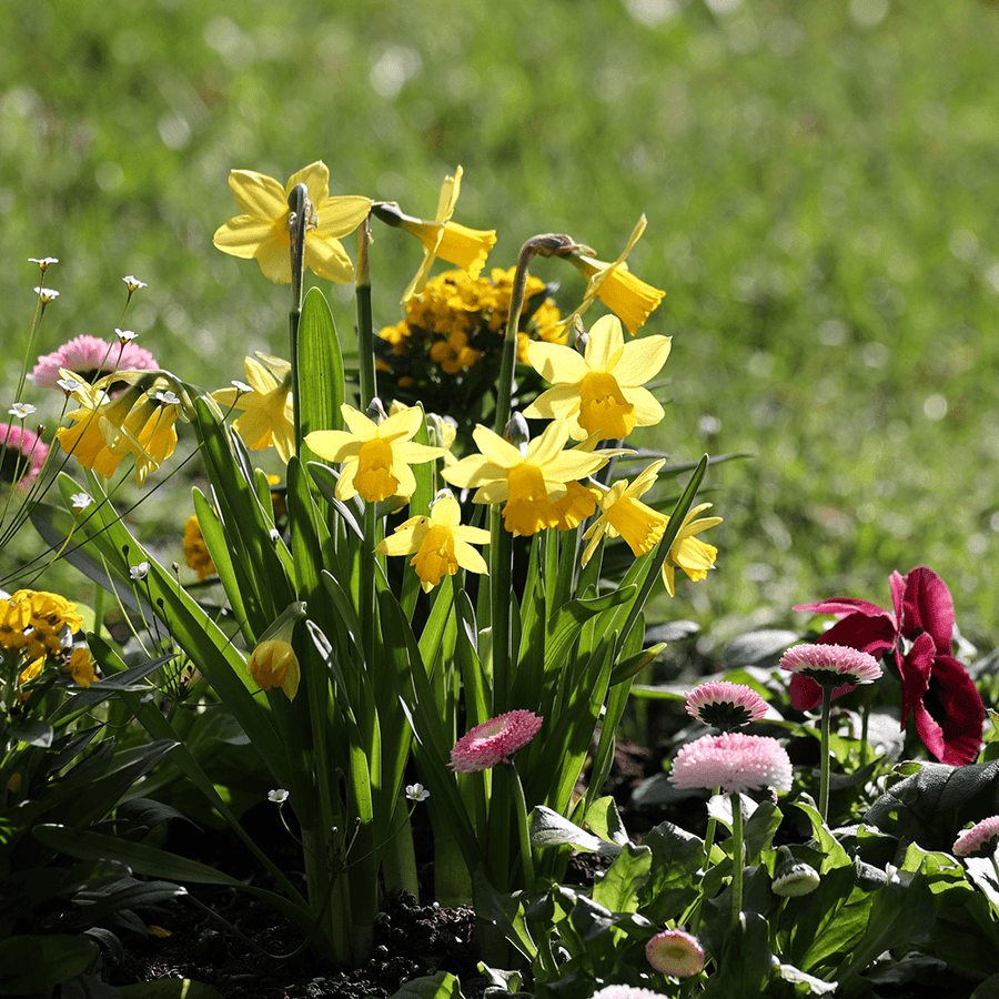 Mehrjährige Blumenzwiebeln