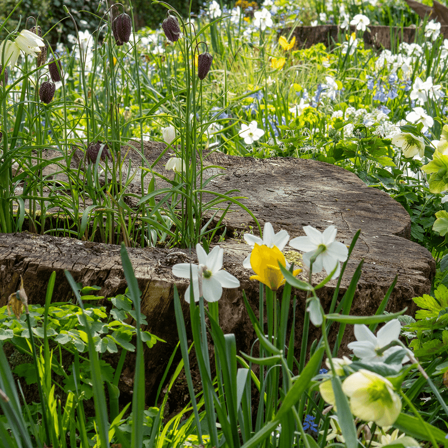 Blumenzwiebeln zum Verwildern