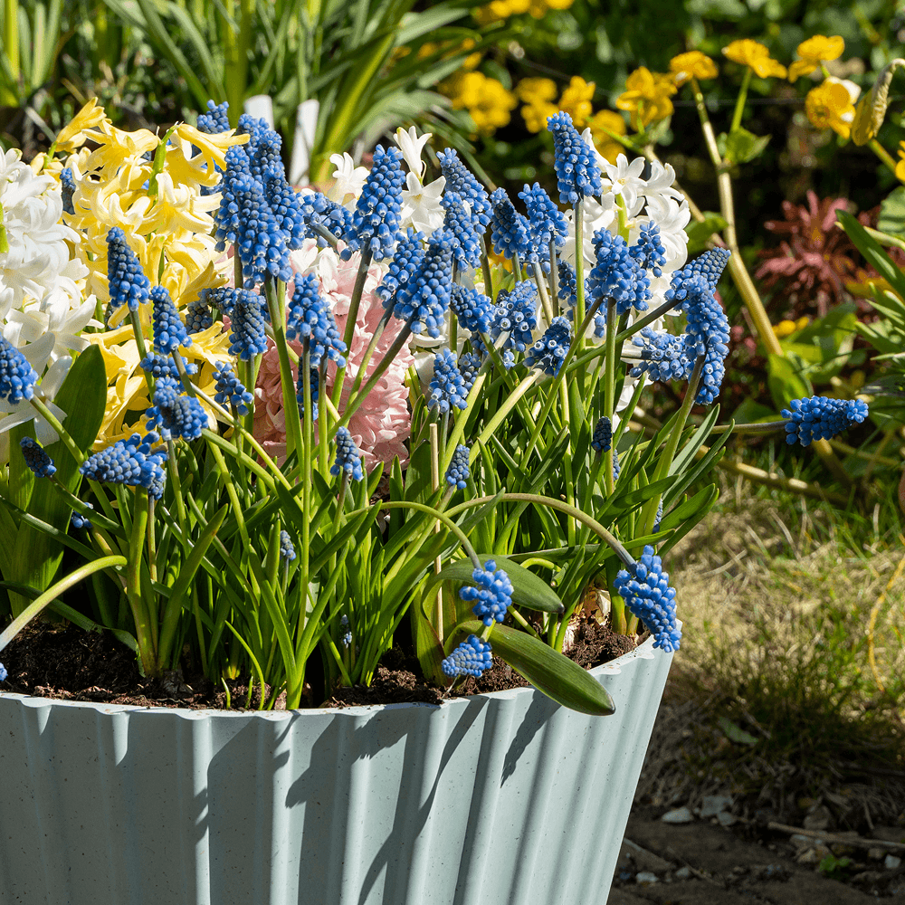 Blumenzwiebeln für den Topf