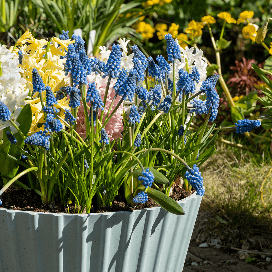 Blumenzwiebeln für den Topf
