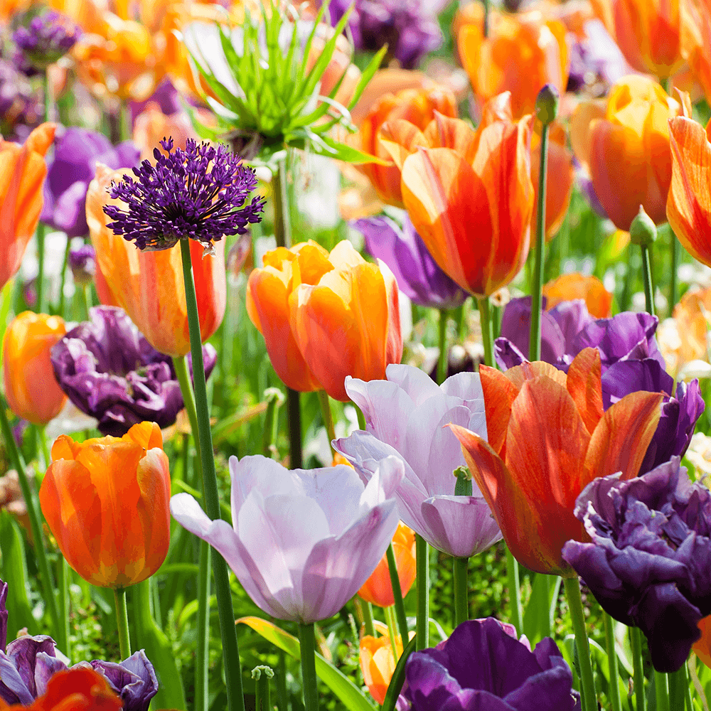 Blumenzwiebel-Highlights