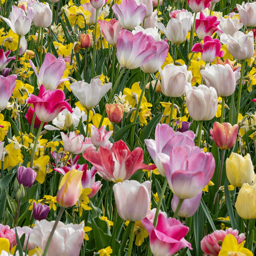 Mix mit mehrfacher Blüte