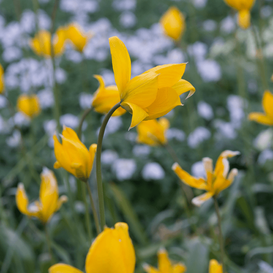 Wildtulpen-Zwiebeln