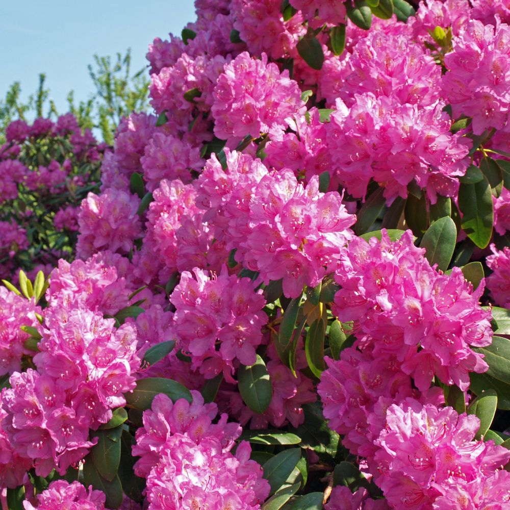 gaura dngen 2 x Gaura lindheimeri Kollektion / Rosa und Weie Prachtkerze