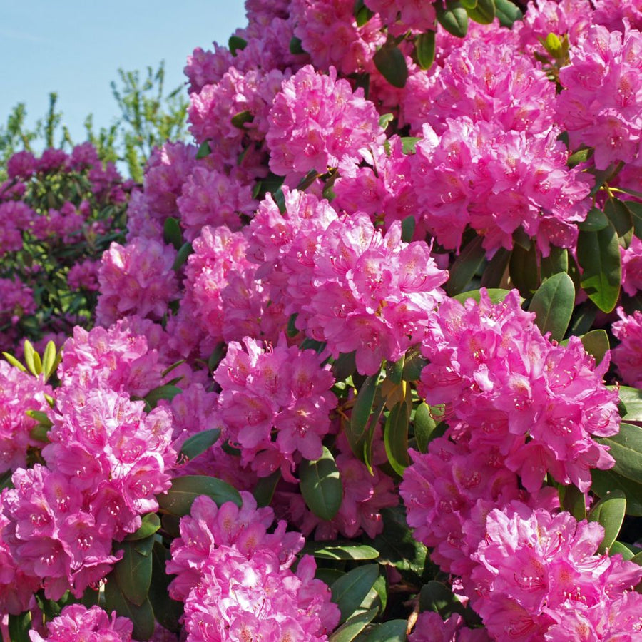 Rhododendron