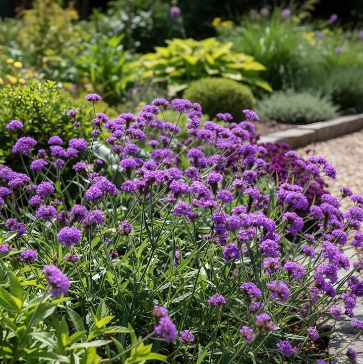 Verbene Violett