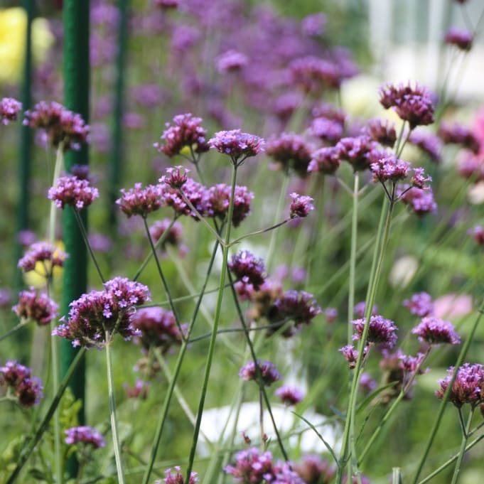 Verbene Violett
