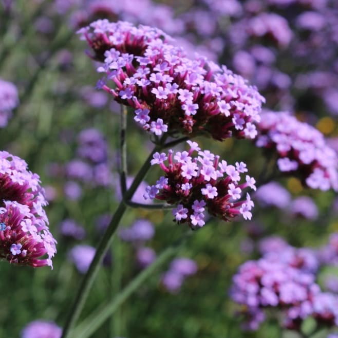 Verbene Violett