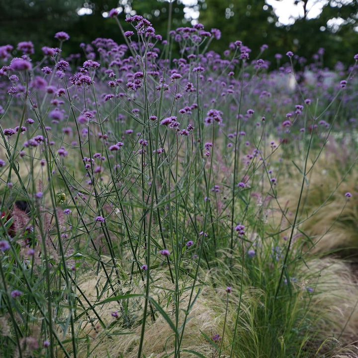 Verbene Violett