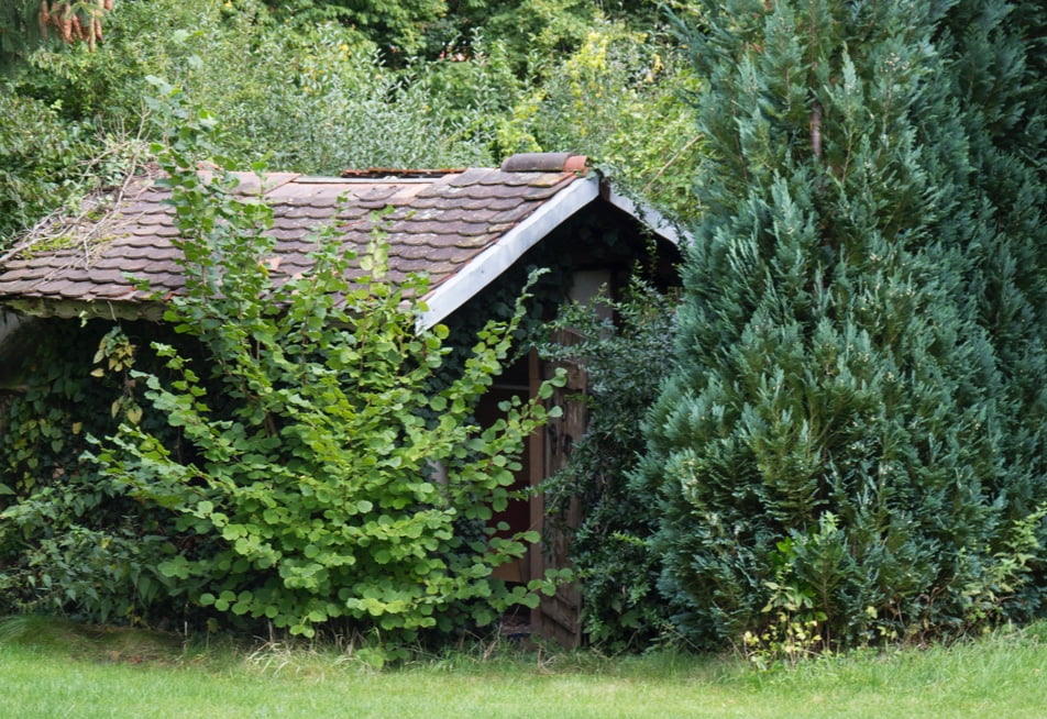 zugewachsene Hütte mit großem Baum