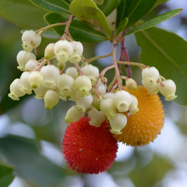 Westlicher Erdbeerbaum