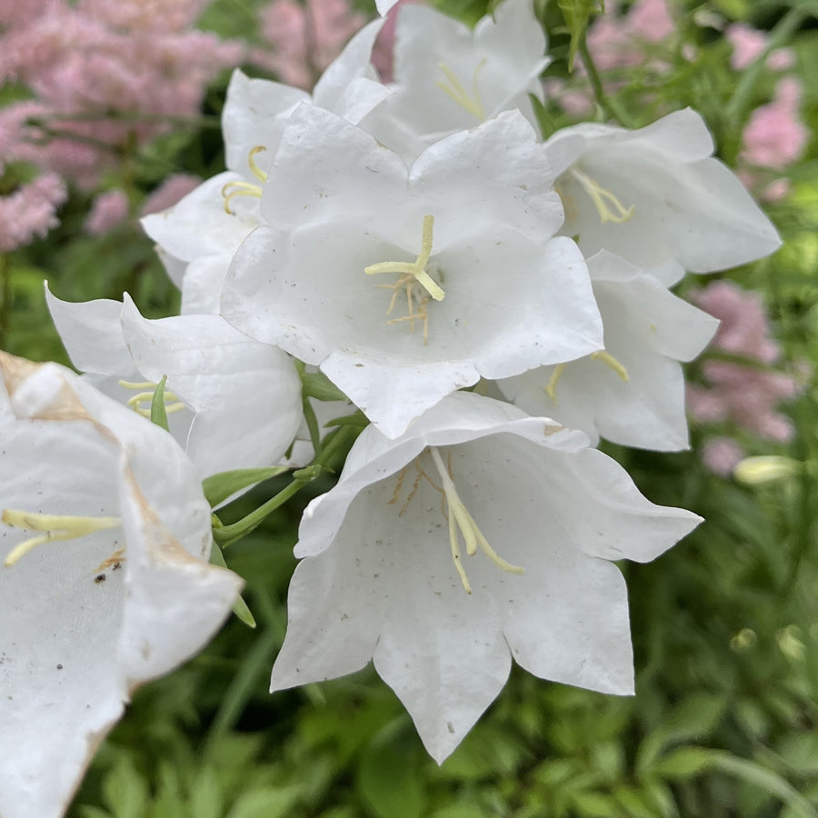 Weiße Glockenblumen Campanula persicifolia 'Grandiflora Alba Nahaufnahme