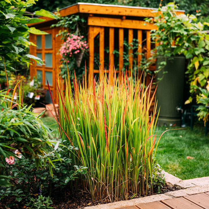 Japanisches Blutgras ‘Red Baron’