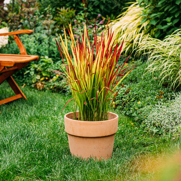 Japanisches Blutgras ‘Red Baron’