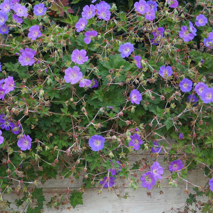 Violette Blüten von Storchschnabel Geranium Johnson's Blue