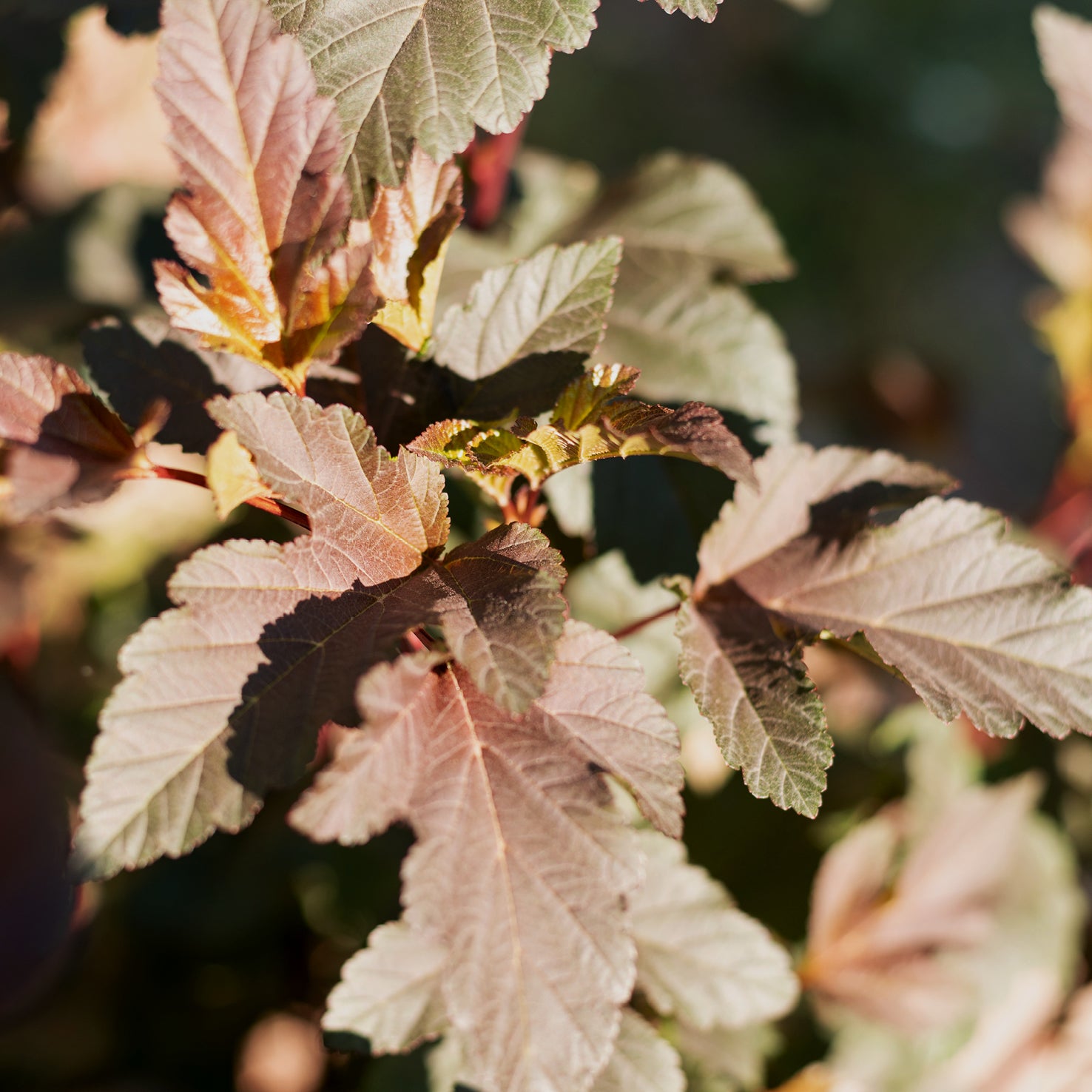 Dunkelrote Blasenspiere 'Diabolo'®